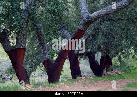 Cork Oak (Quercus suber), peeled trunks, Extremadura, Spain Stock Photo
