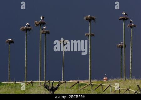 White Storks (Ciconia ciconia), breeding colony on poles, Extremadura, Spain Stock Photo