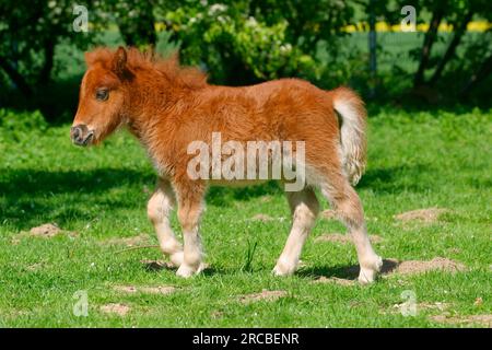 Mini shetland pony, foal, shetty, sideways Stock Photo