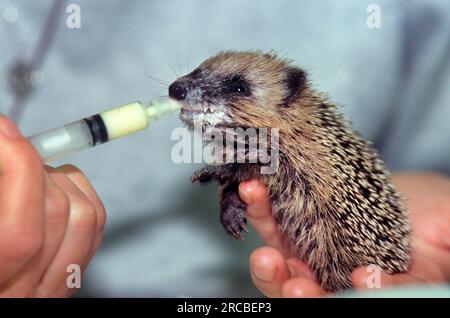 European Hedgehog (Erinaceus europaeus), orphaned young, hand reared, Belgium Stock Photo