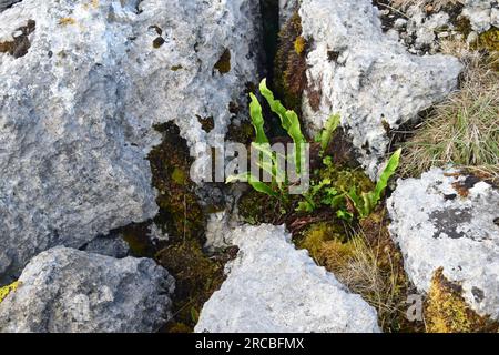 Clints and Grikes at Hutton Roof Carboniferous Limestone pavement. Stock Photo