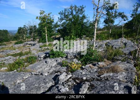 Clints and Grikes at Hutton Roof Carboniferous Limestone pavement. Stock Photo