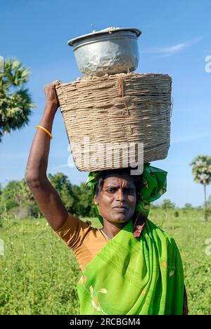 female farmer carrying a basket full of harvested groundnut on head near Gangaikondacholapuram Tamil Nadu, South India, India, Asia Stock Photo