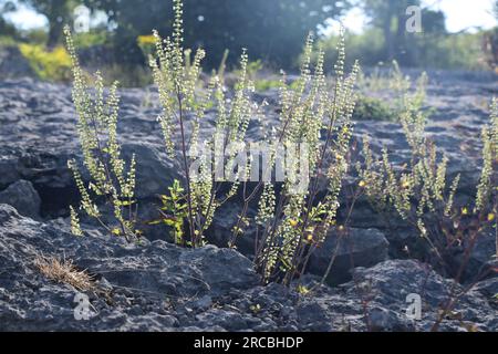 Clints and Grikes at Hutton Roof Carboniferous Limestone pavement. Stock Photo