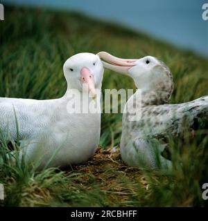 Wandering albatrosses (Diomedea exulans), pair Stock Photo