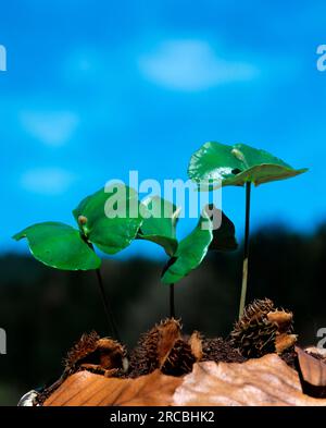 Common beech (Fagus sylvatica), seedlings, beech Stock Photo