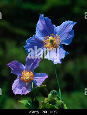 Blue false poppy (Meconopsis betonicifolia), Tibetan false poppy, prickly poppy, Tibetan false poppy, Blue Himalayan poppy Stock Photo