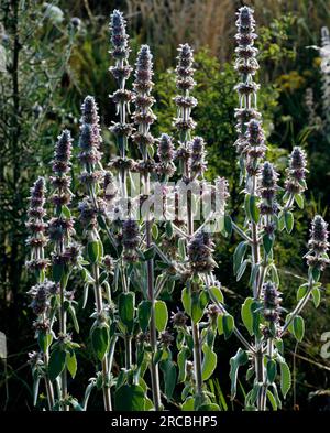 Downy Woundwort (Stachys germanica) Stock Photo