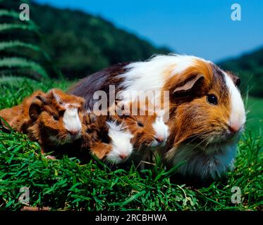 Guinea Pig pigs and kittens Stock Photo