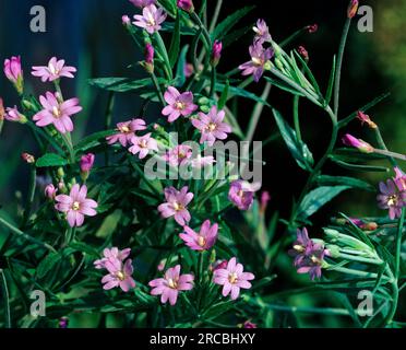 Small-flowered Smallflower Hairy Willowherb (Epilobium parviflorum), Small-flowered Smallflower Hairy Willowherb Stock Photo