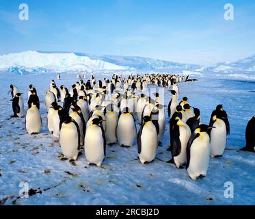 Emperor penguins (Aptenodytes foresteri), Antarctica Stock Photo - Alamy