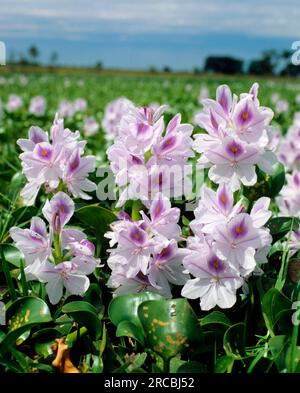 Water hyacinth (Eichhornia crassipes), Pontederiaceae, pikeweed plants Stock Photo