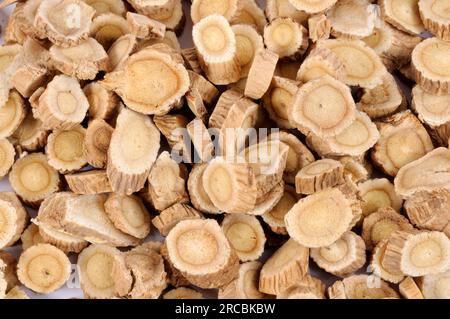 Membrane milkvetch root (Astragalus membranaceus) (Astragali Radix), Mongolian milkvetch root Stock Photo