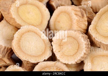 Membrane milkvetch root (Astragalus membranaceus) (Astragali Radix), Mongolian milkvetch root Stock Photo