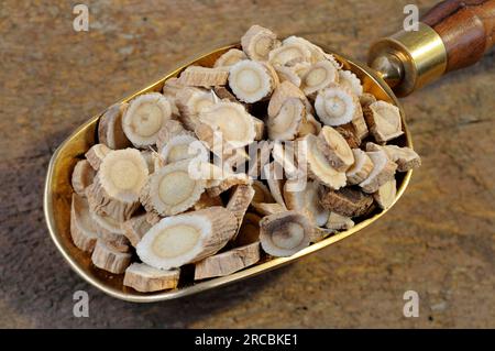 Membrane milkvetch root (Astragalus membranaceus) (Astragali Radix), Mongolian milkvetch root Stock Photo