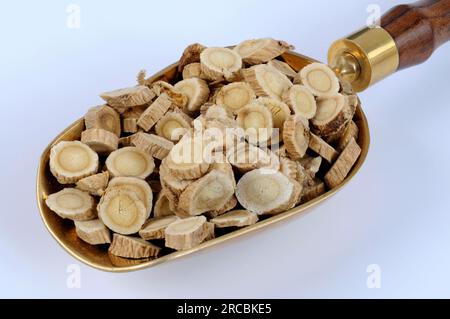 Membrane milkvetch root (Astragalus membranaceus) (Astragali Radix), Mongolian milkvetch root Stock Photo