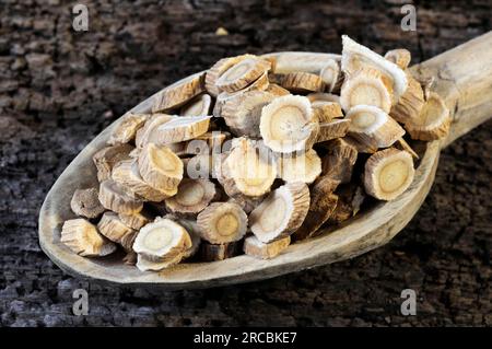 Membrane milkvetch root (Astragalus membranaceus) (Astragali Radix), Mongolian milkvetch root Stock Photo