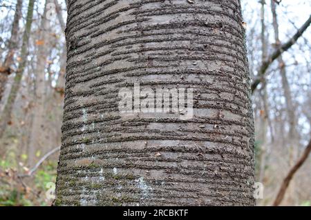 Old sweet cherry tree (Prunus avium) with trunk and bark Stock Photo