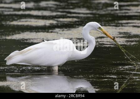 Great white egret has caught his bill in the ponds greenery catching a tiny fish Stock Photo