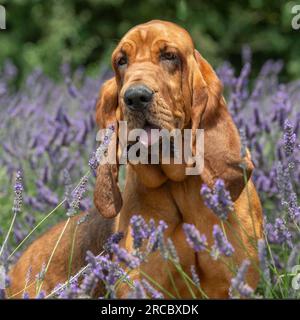 Bloodhound dog in lavender field Stock Photo