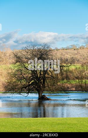 Trees in flood water of the river Avon near Lacock, Wiltshire Stock Photo