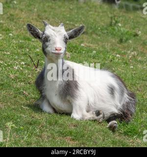 Pygmy Goat kid Stock Photo