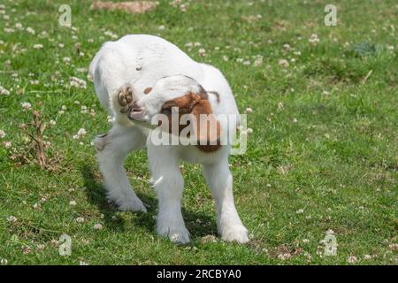 Boer goat kid Stock Photo