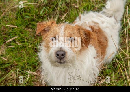 cute Jack Russell Terrier looking up at camera Stock Photo