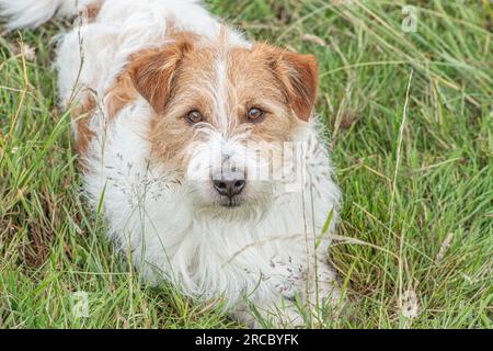 Jack Russell Terrier dog looking up at camera Stock Photo
