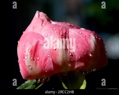 Close up of a pink peony blossom covered in water drops after a rain shower Stock Photo