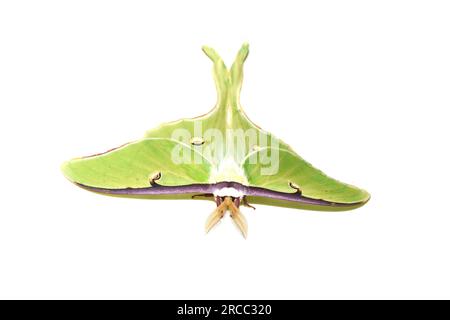 The American moon moth Actias luna on white background Stock Photo