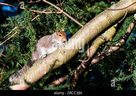 A grey squirrel (Sciurus carolinensis) sitting on a branch Stock Photo