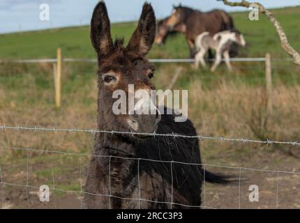 Brown donkey looking over a fence with irish cob horses in the bbakground Stock Photo