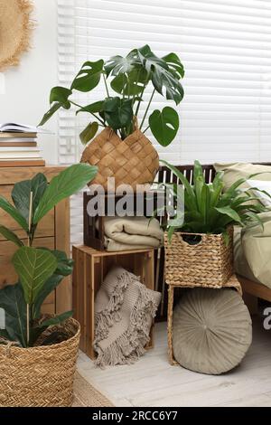 Different beautiful green houseplants in living room Stock Photo