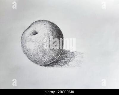 Charcoal apple drawing. Black and white apple illustration. Stock Photo