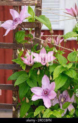'Multi Pink' Early Large-flowered group, Klematis (Clematis hybrid) Stock Photo