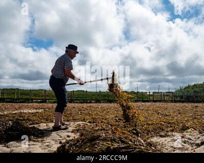 A farmer is seen removing the algae from the beach. The Coastal Route of the Portuguese Camino is a beautiful alternative walk to the Central Route. The total distance of the route is 280 km. It starts in Porto and follows the coast till Redondela in Spain where it merges with the Central Route. About 30% of pilgrims who complete the Portuguese Camino walk the Coastal Way. The Portuguese Camino is getting more and more popular, and many pilgrims choose this route as an alternative to the Camino Frances. (Photo by Ana Fernandez/SOPA Images/Sipa USA) Stock Photo