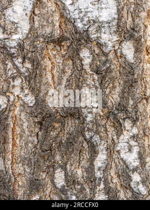 Birch bark texture. The texture of the birch bark. Birch bark background.  Birch tree trunk, Betula pendula. 22320906 Stock Photo at Vecteezy