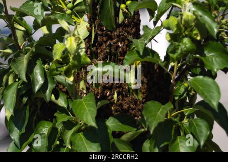 Big swarm of honey bees flying around beehive in apiary, insect in group footage. Selective focus Stock Photo