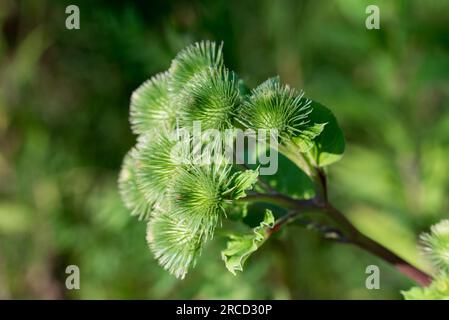 Arctium lappa,  greater burdock green burrs in meadow closeup selective focus Stock Photo