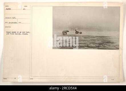 'Polar bears resting on an ice pack off Point Barrow, Alaska. This photo, taken by photographer S.C. on 2-19-1921, depicts a picturesque scene with polar bears gracefully navigating the Arctic landscape. The photographer notes this as a good shot. Image source: Sumber 64630.' Stock Photo