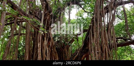 The roots of a large banyan tree spread down Stock Photo