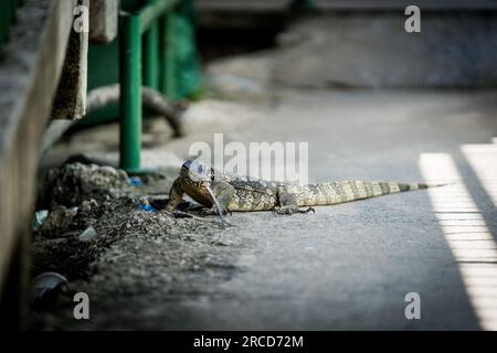 Bangkok, Thailand. 14th July, 2023. A water monitor lizard walks on a concrete path next to a canal in Bangkok. Daily life in Bangkok, Thailand on July 14, 2023. Credit: Matt Hunt/Neato/Alamy Live News Stock Photo