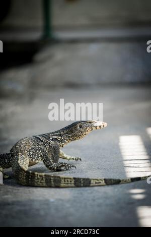 Bangkok, Thailand. 14th July, 2023. A water monitor lizard walks on a concrete path next to a canal in Bangkok. Daily life in Bangkok, Thailand on July 14, 2023. Credit: Matt Hunt/Neato/Alamy Live News Stock Photo