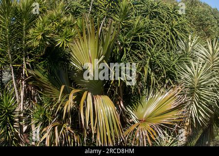 Mixed green foliage plants in sub-tropical Australian private garden in Queensland. Mixture of native and exotic species of trees and shrubs. Stock Photo