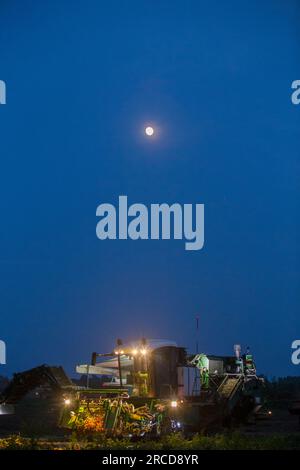 Self-propelled tomato harvester working at night Stock Photo