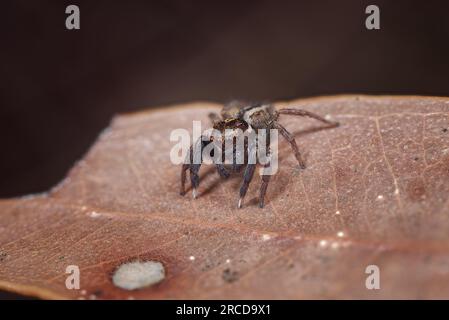 A Jotus spider hunting amongst the leaf litter for prey. Perth area, Western Australia. Stock Photo