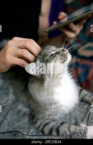 Anonymous man stroking a cat while holding a tablet Stock Photo