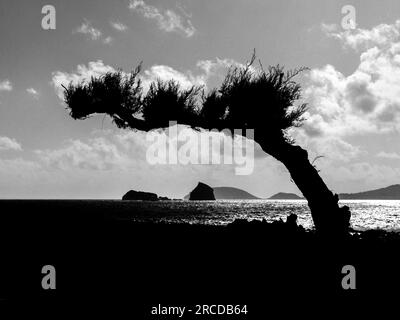 crooked lone tree in silhouette next to ocean and islands Stock Photo