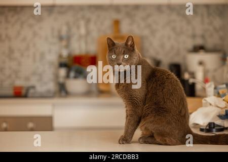 British short hair cat sitting on kitchen bench inside home waiting for dinner Stock Photo